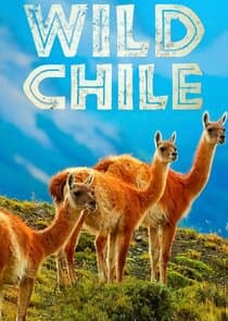 Wild Chile thumbnail