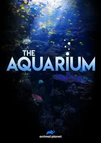 The Aquarium thumbnail
