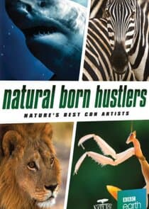 Natural Born Hustlers thumbnail