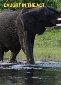 Caught in the Act thumbnail