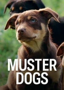 Muster Dogs thumbnail