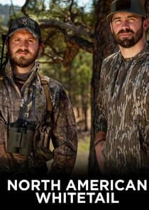 North American Whitetail thumbnail