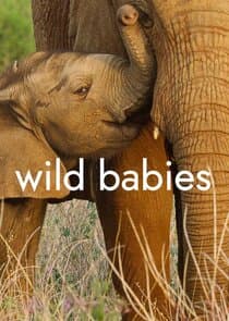 Wild Babies thumbnail