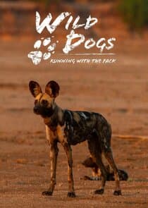 Wild Dogs: Running with the Pack thumbnail