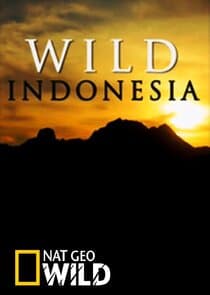 Destination Wild: Indonesia thumbnail