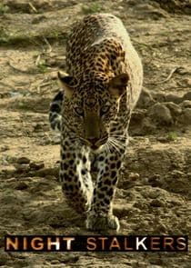 Night Stalkers thumbnail