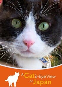 A Cat's-Eye View of Japan thumbnail