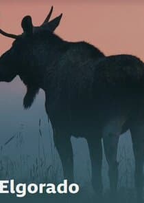 Elgorado thumbnail