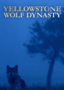 Yellowstone Wolf Dynasty thumbnail