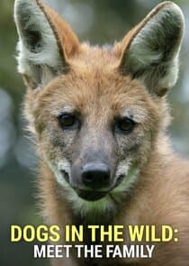 Dogs in the Wild: Meet the Family thumbnail