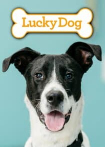 Lucky Dog thumbnail