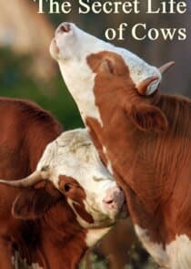 The Secret Life of Cows thumbnail