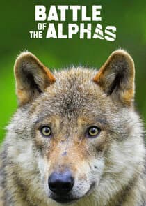 Battle of the Alphas thumbnail