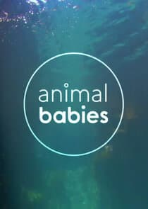 Animal Babies thumbnail