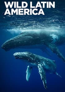 Wild Latin America thumbnail