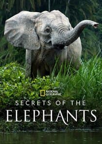 Secrets of the Elephants thumbnail