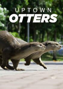 Uptown Otters thumbnail