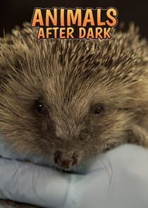Animals After Dark thumbnail