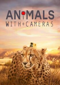 Animals with Cameras thumbnail