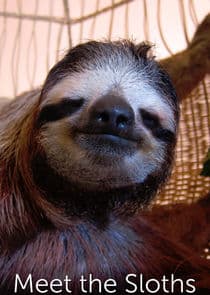 Meet the Sloths thumbnail