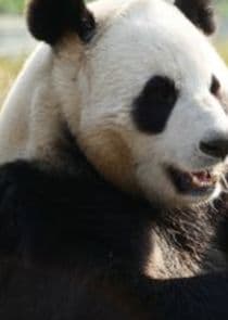 Giant Pandas Go Wild thumbnail