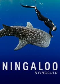 Ningaloo Nyinggulu thumbnail