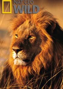 Wild Nights with Mireya Mayor thumbnail