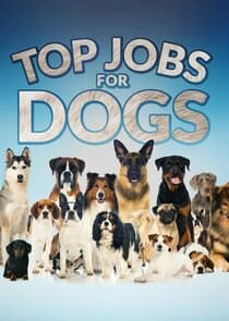 Top Jobs for Dogs thumbnail