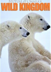 Mutual of Omaha's Wild Kingdom thumbnail