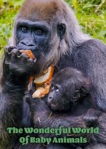 The Wonderful World of Baby Animals thumbnail