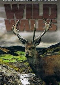 Wild Wales thumbnail