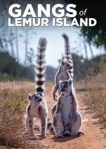 Gangs of Lemur Island thumbnail