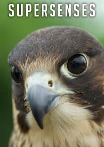 Supersenses thumbnail
