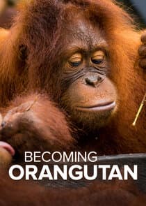 Becoming Orangutan thumbnail