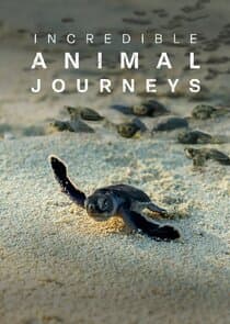 Incredible Animal Journeys thumbnail