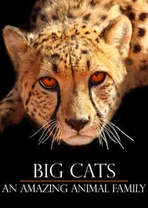 Big Cats: An Amazing Animal Family thumbnail