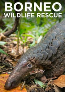 Borneo Wildlife Rescue thumbnail
