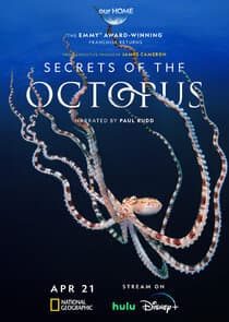 Secrets of the Octopus thumbnail