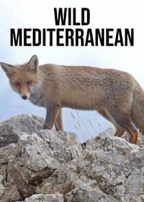 Wild Mediterranean thumbnail