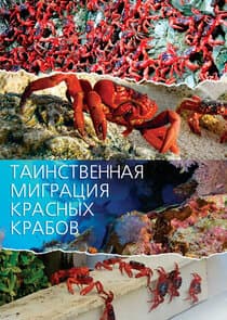 Mystery Migration: Red Crabs of Christmas Island thumbnail