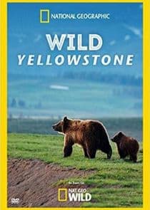 Wild Yellowstone thumbnail