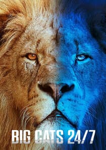 Big Cats 24/7 thumbnail
