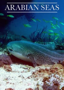 Arabian Seas thumbnail