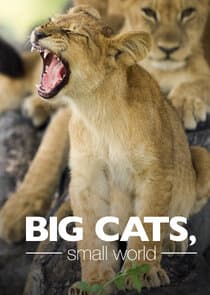 Big Cats, Small World thumbnail