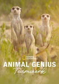 Animal Genius thumbnail