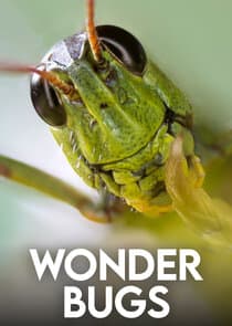 Wonder Bugs thumbnail