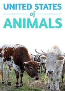 United States of Animals thumbnail