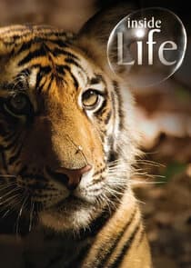 Inside Life thumbnail