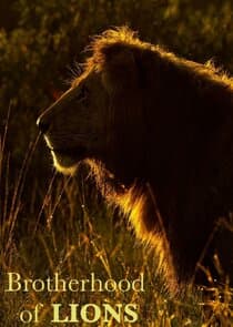 Brotherhood of Lions thumbnail