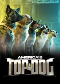 America's Top Dog thumbnail